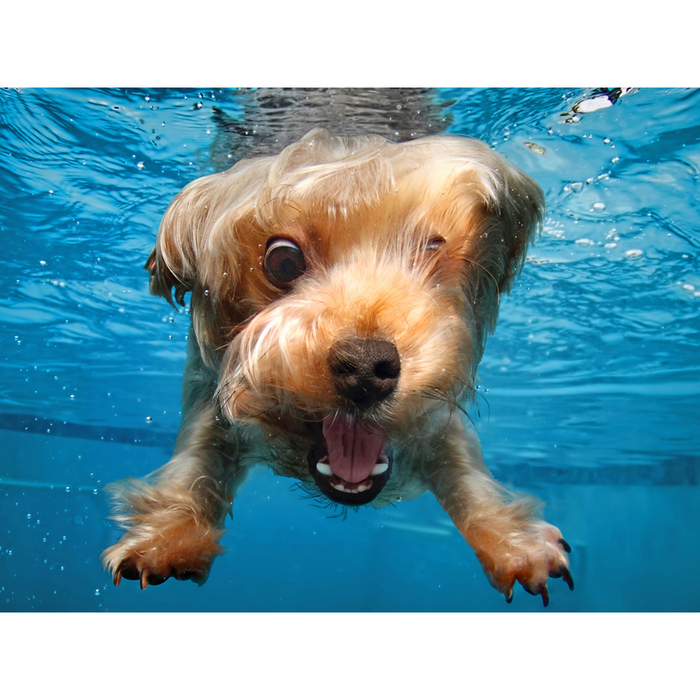 Prime3D Under Water Dogs Brady - 100 Piece 3D Puzzle