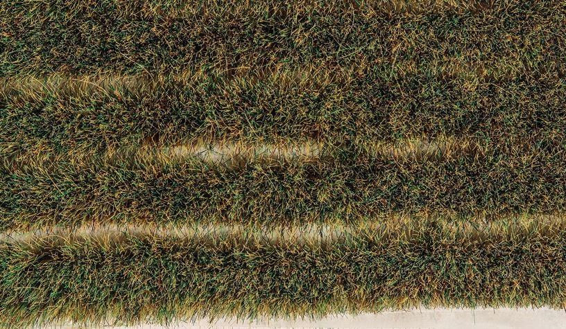 Peco PSG-46 10mm Marshland Grass Tuft Strips - Self Adhesive (10)